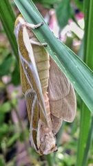 Syssphinx albolineata