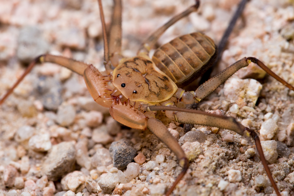 Baja Tailless Whipscorpion