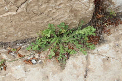 Image of Papaver gracile by (c) Edmundas Greimas, some rights reserved (CC BY)
