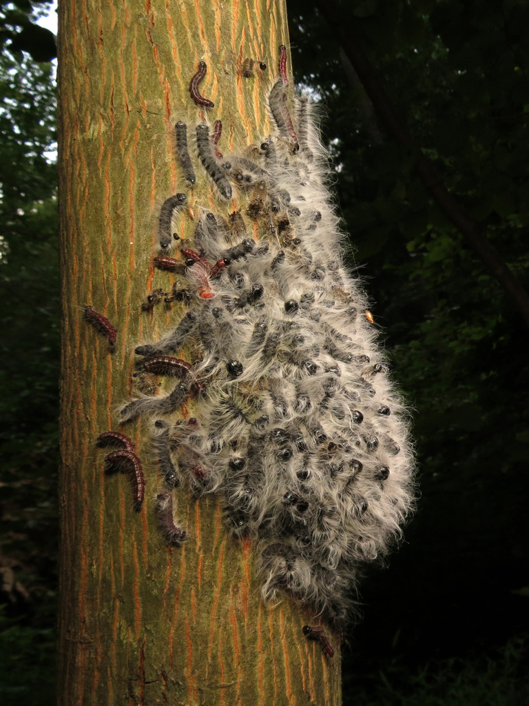 Noctuelle de la noix (Datana integerrima)