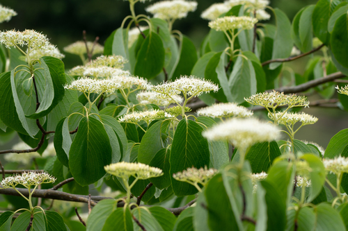 Image of Cornus controversa by (c) WATANABE Hitoshi 渡辺仁, some rights reserved (CC BY)