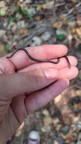 Black Blind Snake