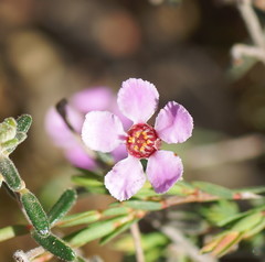 Euryomyrtus ramosissima