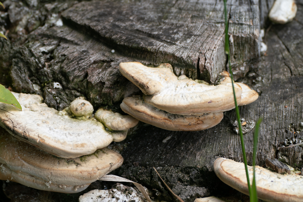 Trametes orientalis · April 2023 · photo: © tbc_watanabe (iNaturalist, cc-by)