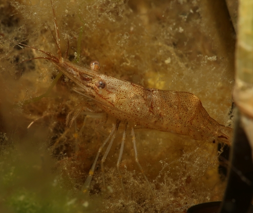 Baltic prawn, photo 4 of 8