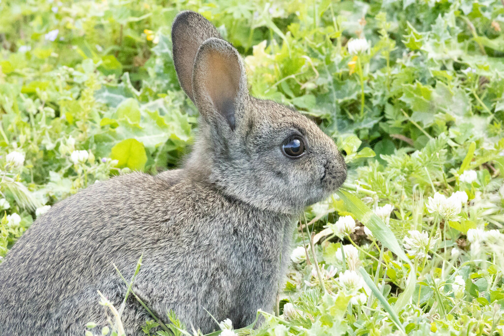 European Rabbit from Quartiere IX Appio Latino, Roma RM, Italia on ...