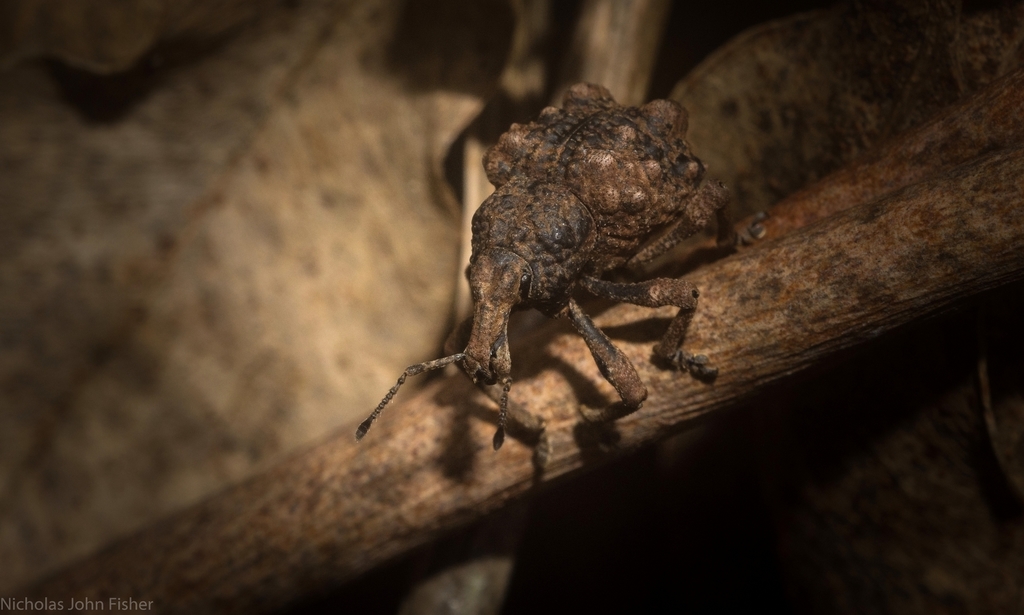 Amisallus whitei