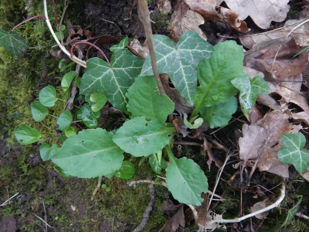 European goldenrod from Bromborough, Birkenhead, Wirral, UK on 29 April