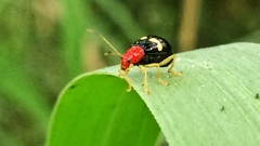 Gynandrobrotica lepida