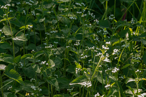 Ageratum image