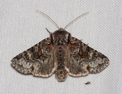Lacinipolia cuneata