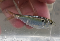 Threadfin Shad photo 3