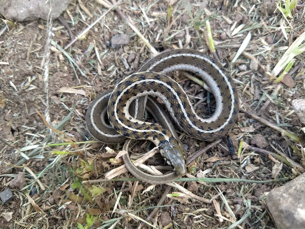 Bogert's Garter Snake