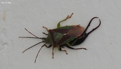 Acanthosoma spinicolle