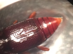 Trigonurus