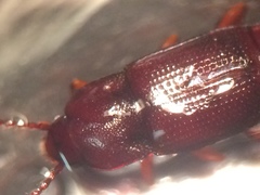 Trigonurus