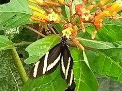 Heliconius pachinus