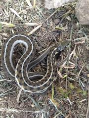 Thamnophis bogerti