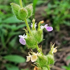 Teucrium vesicarium