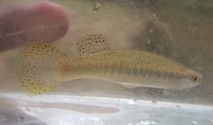 Fundulus olivaceus