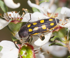 Castiarina xanthopilosa