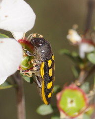 Castiarina xanthopilosa