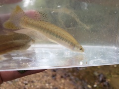 Fundulus olivaceus