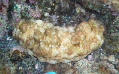 Stichopus