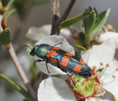 Castiarina vegeta