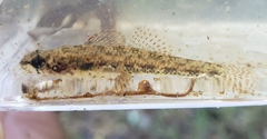 Etheostoma proeliare