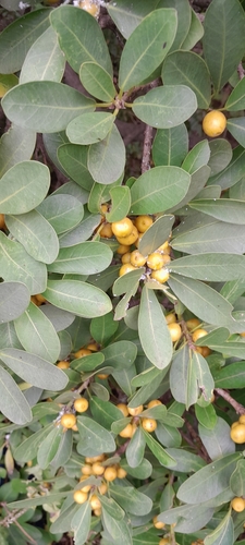 Image of Ficus natalensis by (c) Rosemary Harrison, some rights reserved (CC BY-SA)