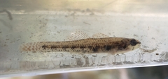 Etheostoma proeliare