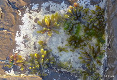 Adenocystis utricularis