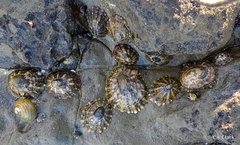 Cellana ornata