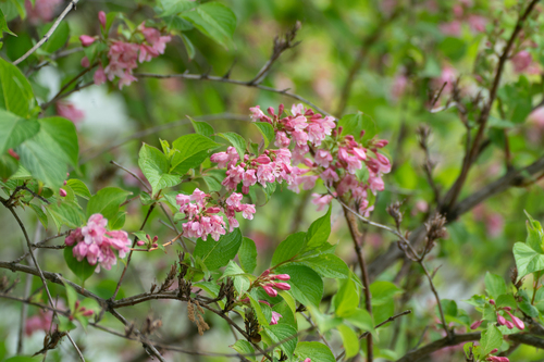 Weigela coraeensis, photograph 5