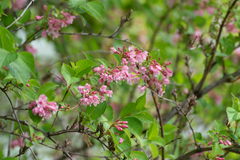 Weigela coraeensis, photograph (c) WATANABE Hitoshi 渡辺仁, some rights reserved (CC BY)