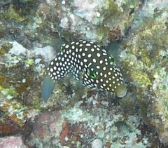 Canthigaster jactator