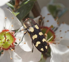 Castiarina decemmaculata
