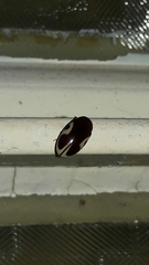 Chelonarium ornatum