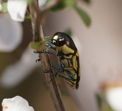 Castiarina octospilota