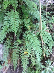 Asplenium praemorsum