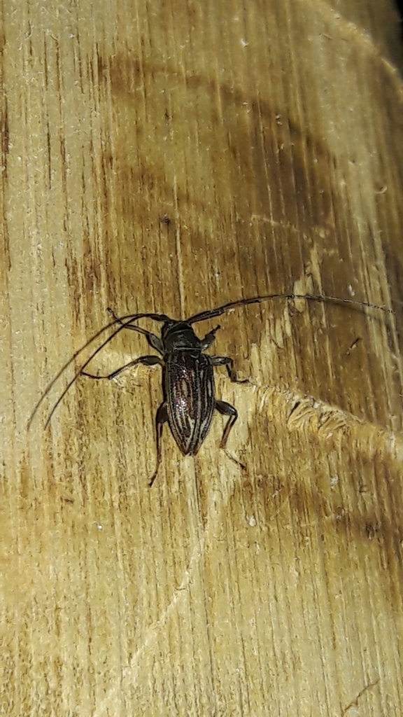 Leiopus convexus