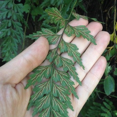 Asplenium praemorsum