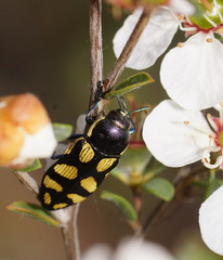 Castiarina octospilota