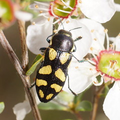 Castiarina octospilota