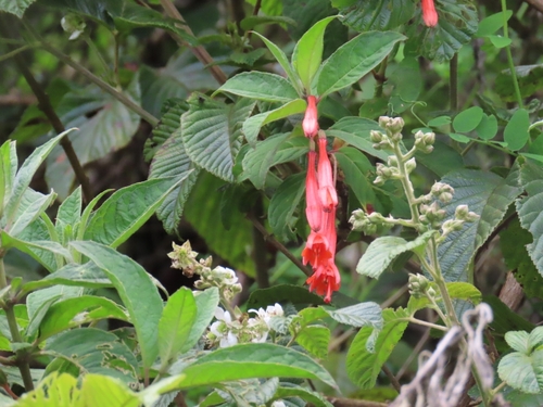 Fuchsia ayavacensis, photograph 2