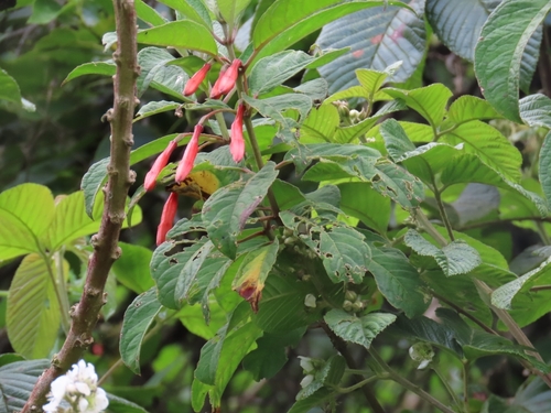 Fuchsia ayavacensis, photograph 3