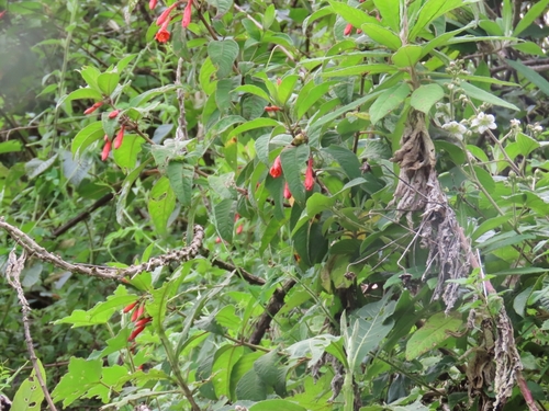 Fuchsia ayavacensis, photograph 4