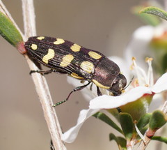 Castiarina decemmaculata