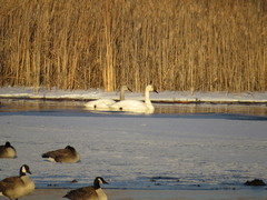 Cygnus columbianus columbianus